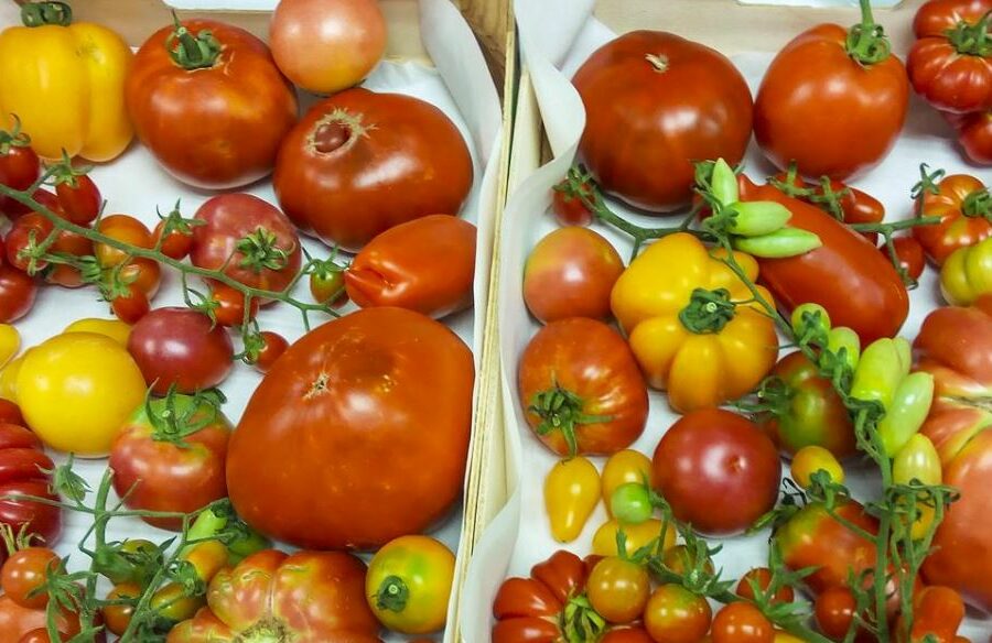 Tomates de diversas variedades tradicionales. / IBMCP-CSIC-UPV